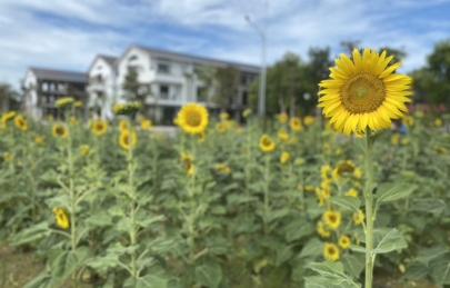 Như hoa hướng dương